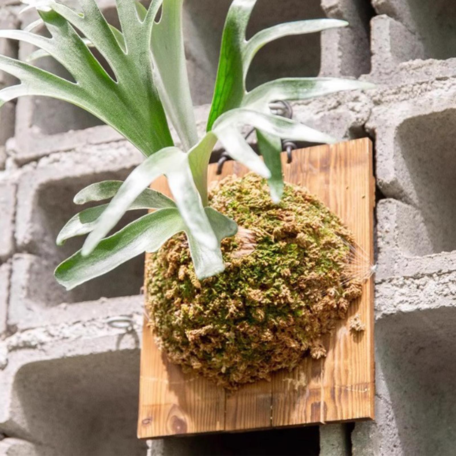 Vertical Wall Planter - 1 قطعة خشب داخلي Staghorn السرخس