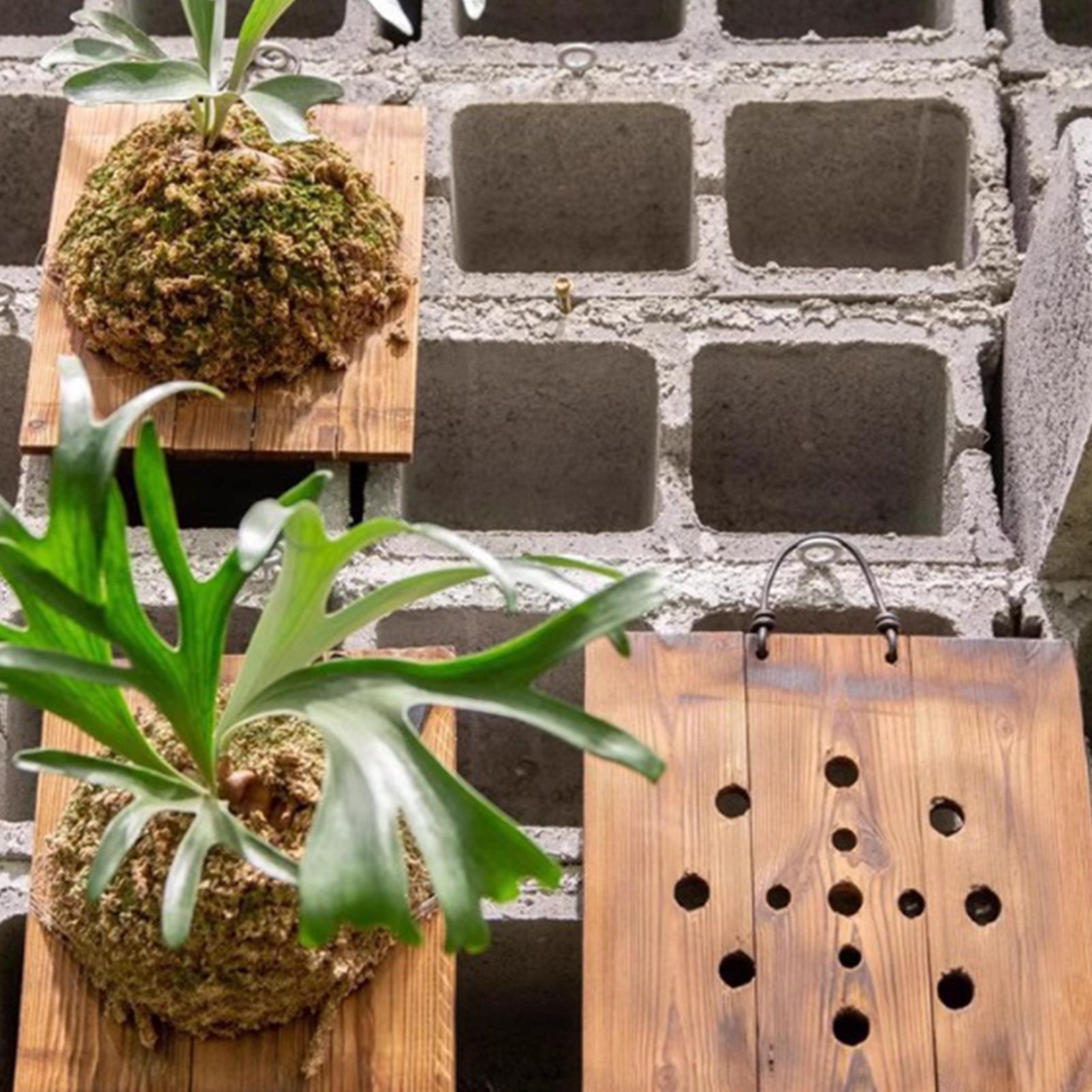 1 قطعة خشب داخلي Staghorn السر - مراجعة Vertical Wall Planter وسعره