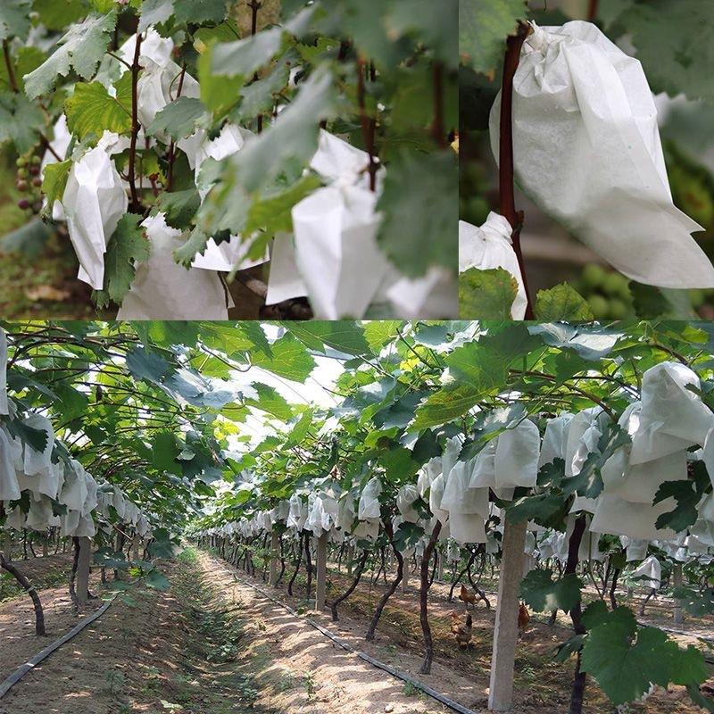 50 قطعة من أكياس حماية الفاكهة - مراجعة Grow Bags وسعره