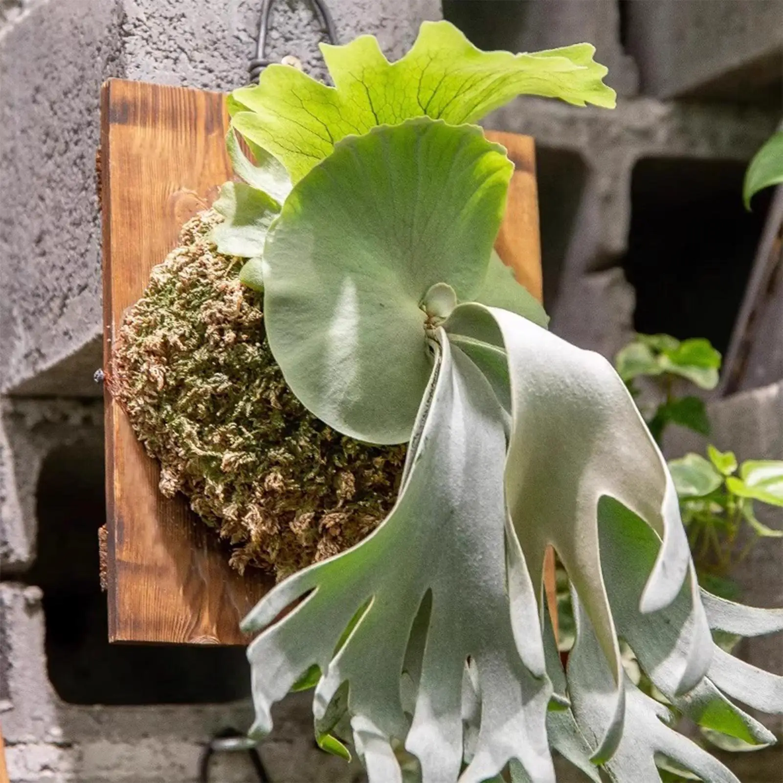 قطعة واحدة من لوحة تعليق نباتا - مراجعة Vertical Wall Planter وسعره